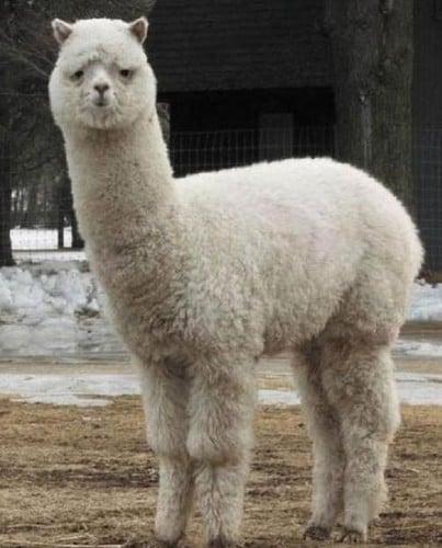 アルパカ
